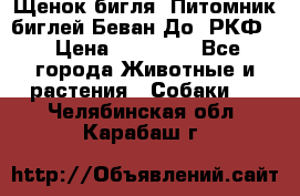 Щенок бигля. Питомник биглей Беван-До (РКФ) › Цена ­ 20 000 - Все города Животные и растения » Собаки   . Челябинская обл.,Карабаш г.